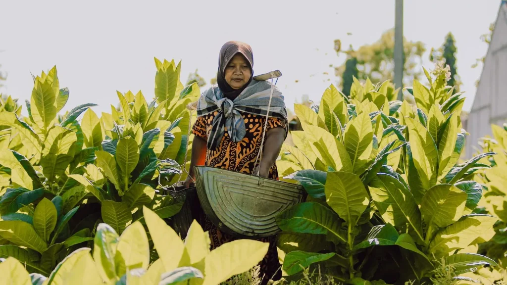 Hand harvesting leaf on an Indonesian smallholding