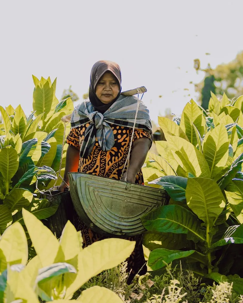 Harvesting leaf by hand on an Indonesian smallholding